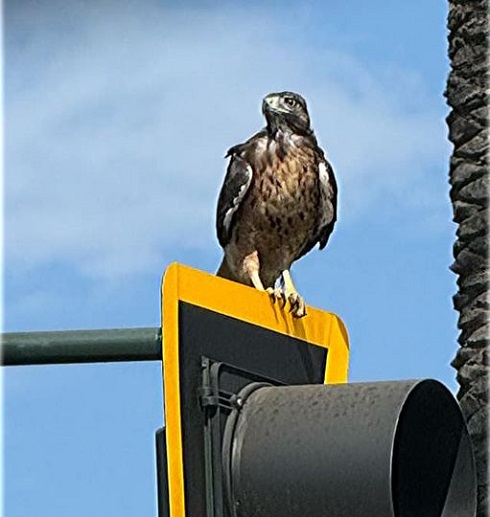 red tail aug b.jpg